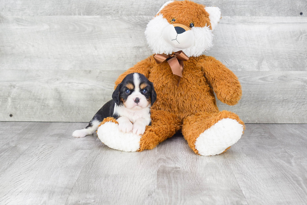 Cavalier King Charles Spaniel Pup Being Cute