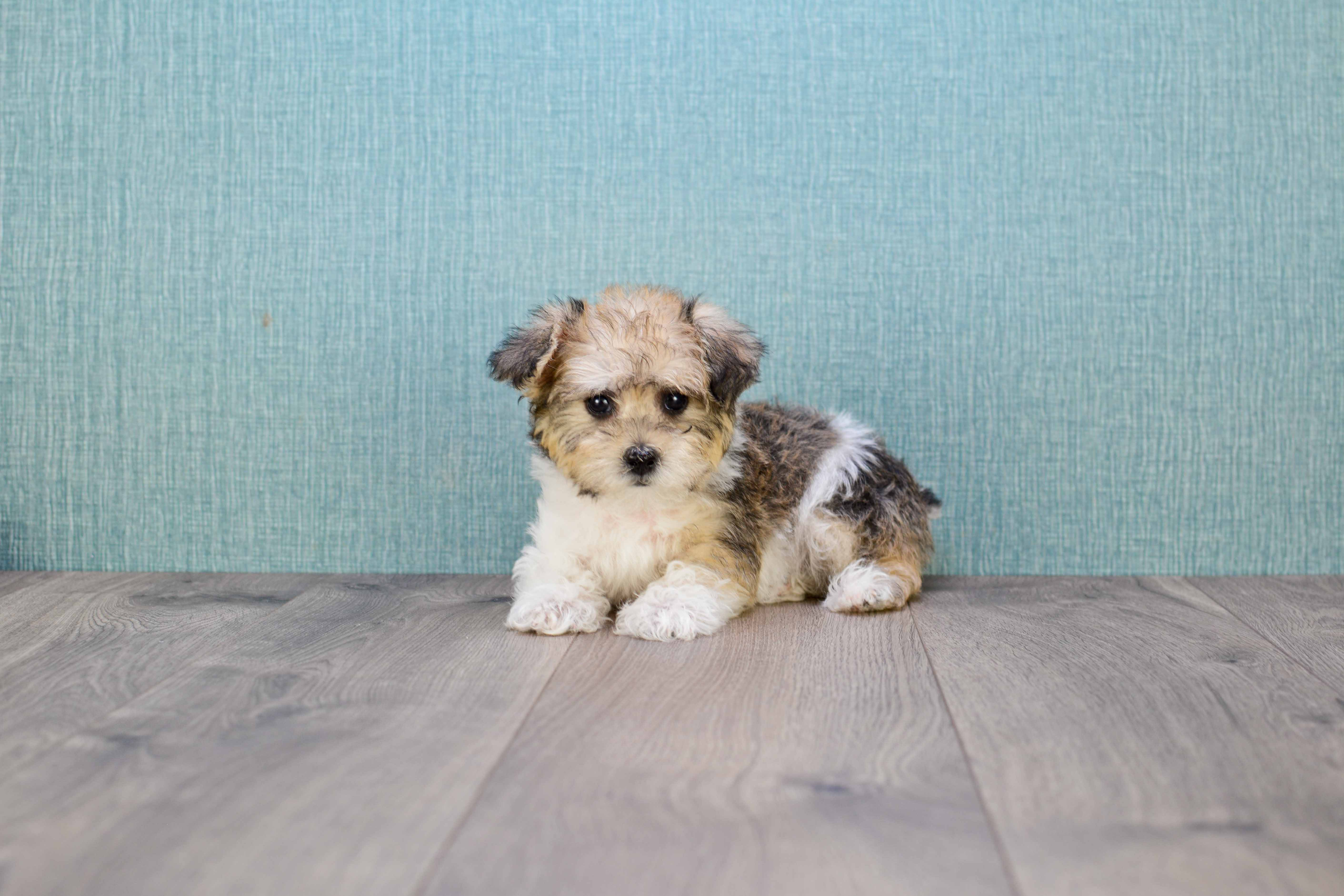 Maltipoo Pup Being Cute