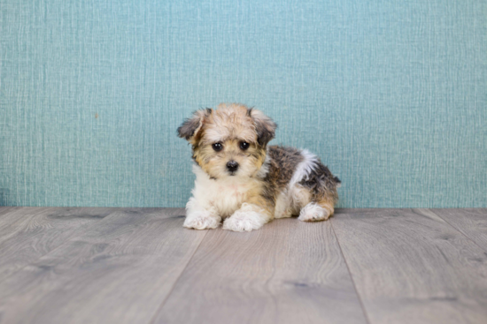 Maltipoo Pup Being Cute