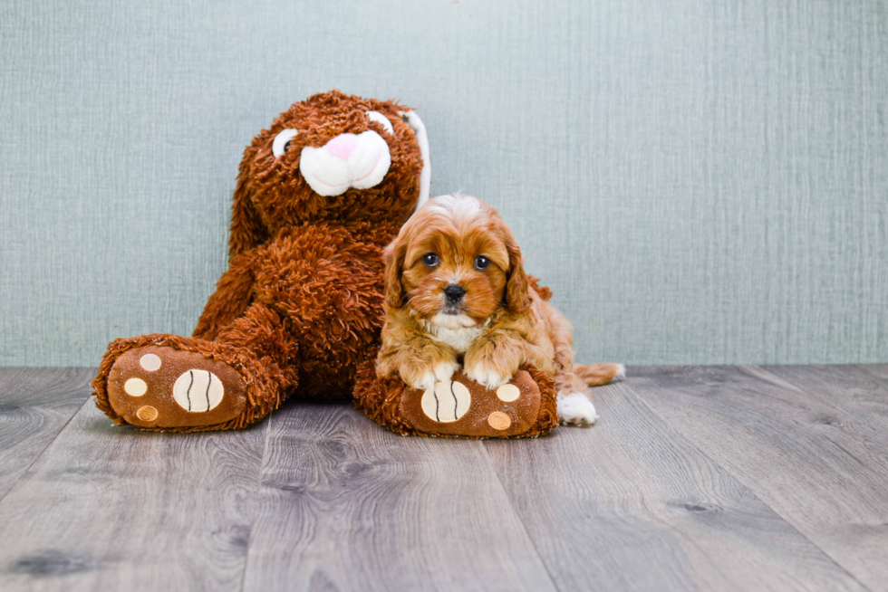 Happy Cavapoo Baby