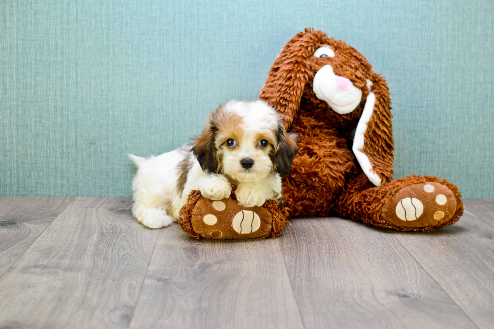 Cavachon Pup Being Cute