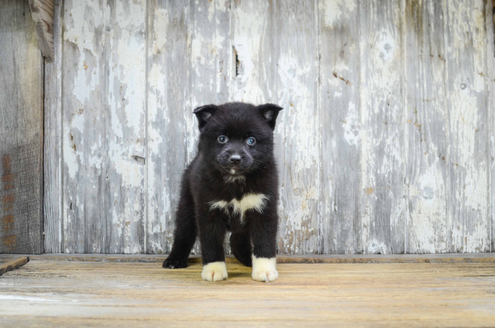 Pomsky Pup Being Cute