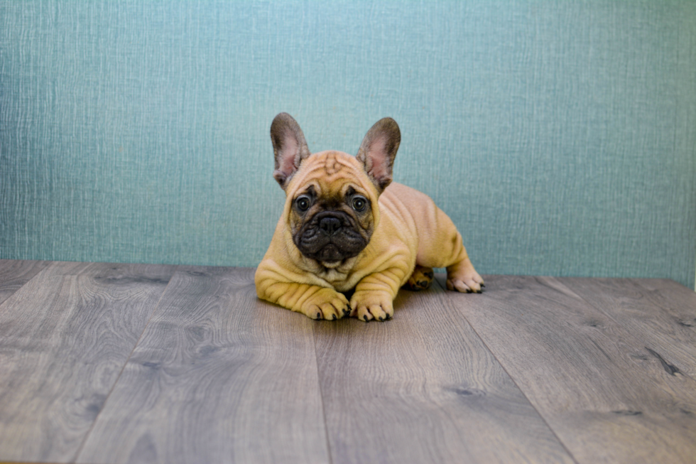 Best French Bulldog Baby