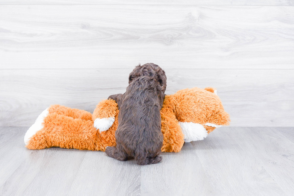 Best Mini Goldendoodle Baby