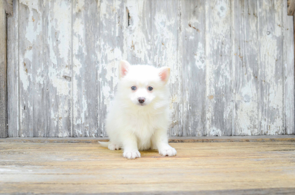 Pomsky Pup Being Cute