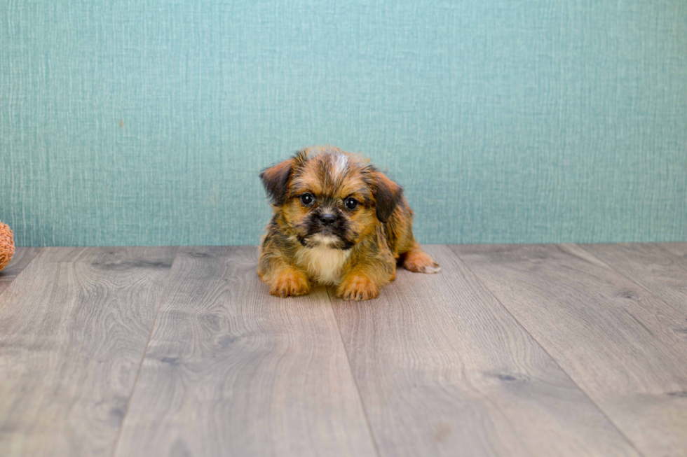 Brussels Griffon Pup Being Cute