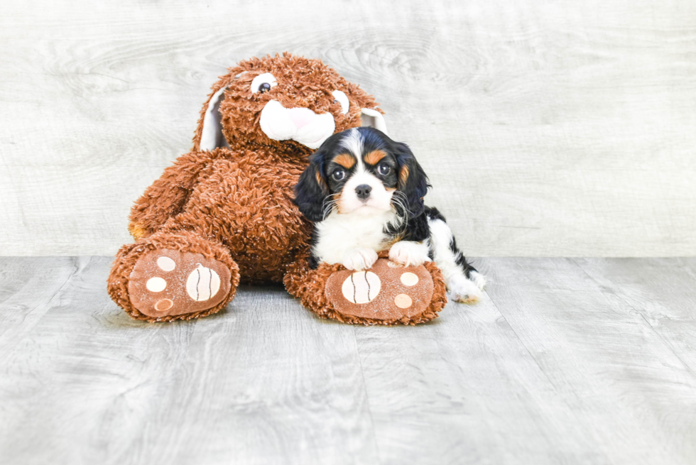 Cavalier King Charles Spaniel Puppy for Adoption