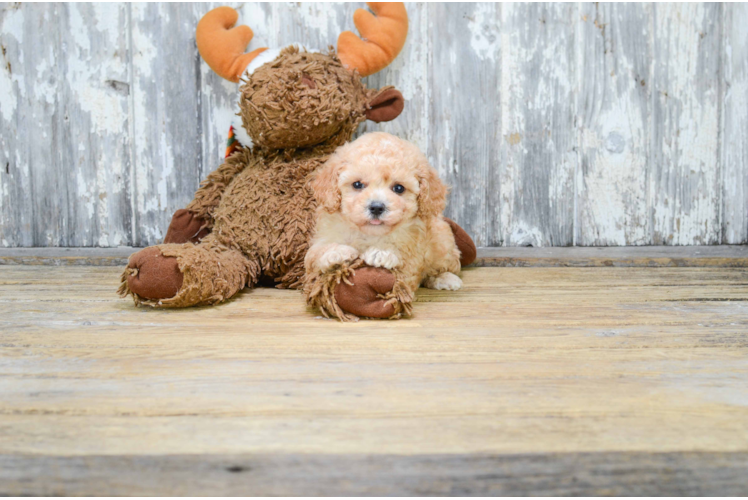 Cavapoo Puppy for Adoption