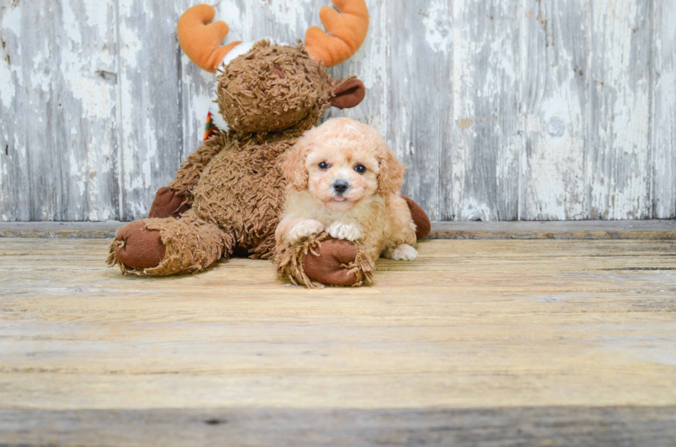 Cavapoo Puppy for Adoption