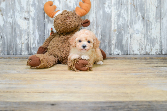 Cavapoo Puppy for Adoption