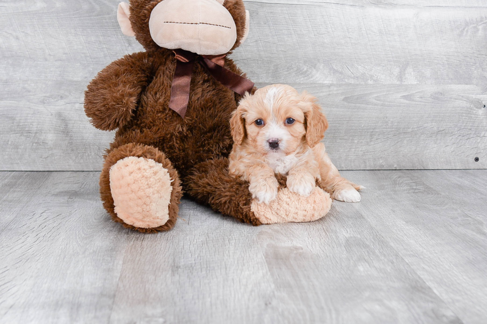 Hypoallergenic Cavalier Designer Puppy