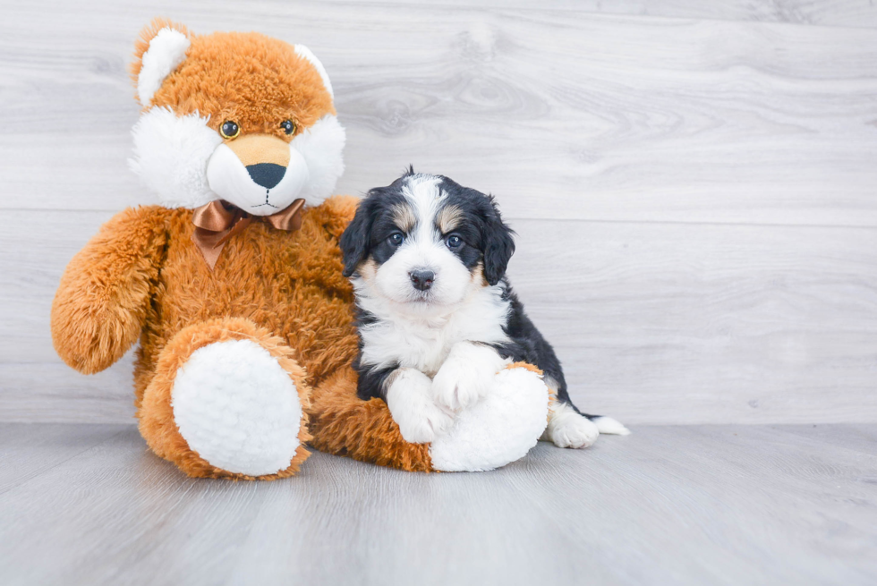 Mini Bernedoodle Pup Being Cute