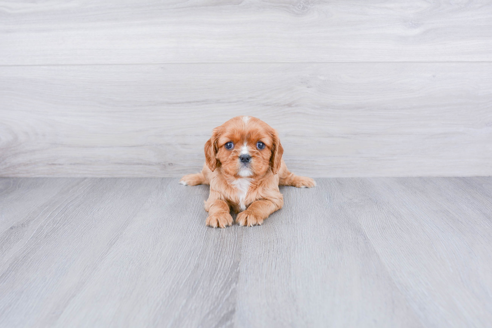 Best Cavalier King Charles Spaniel Baby