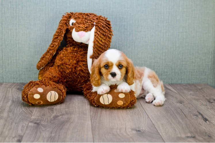 Sweet Cavalier King Charles Spaniel Purebred Puppy