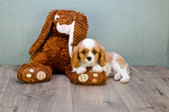 Sweet Cavalier King Charles Spaniel Purebred Puppy