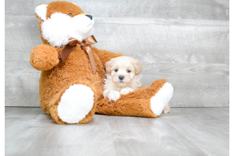 Maltipoo Puppy for Adoption