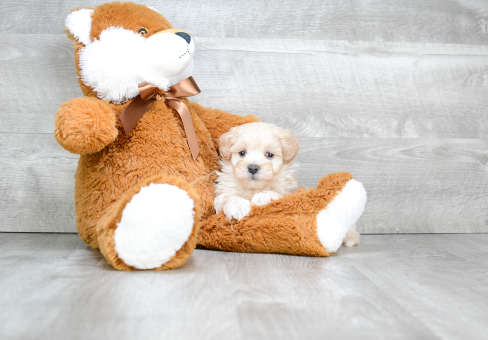 Maltipoo Puppy for Adoption