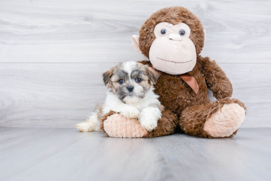 Teddy Bear Pup Being Cute