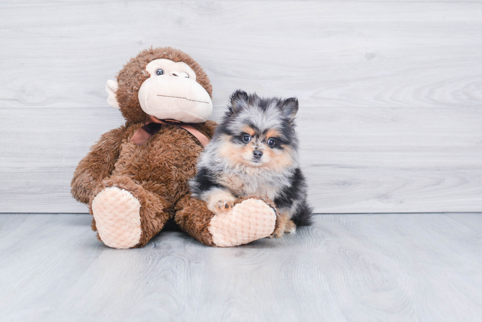 Cute Pomeranian Purebred Puppy