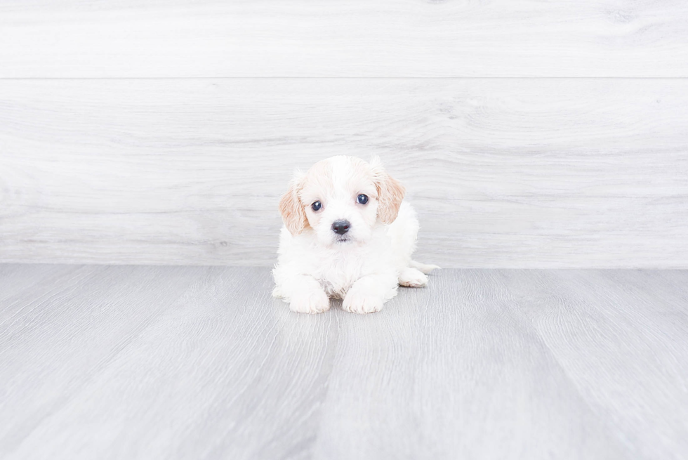 Best Cavachon Baby
