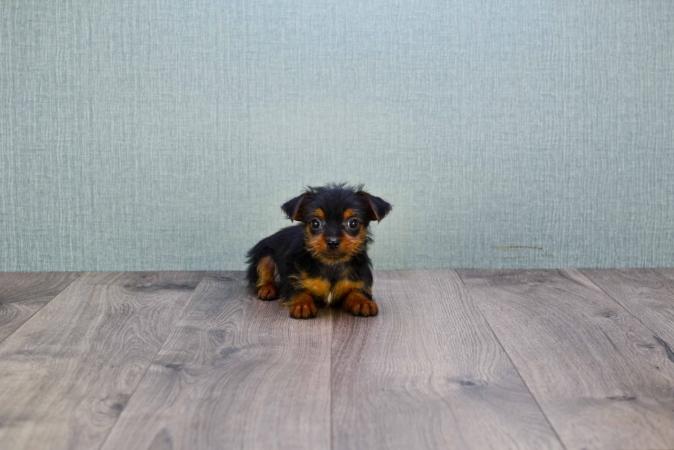 Meet Stevo - our Yorkshire Terrier Puppy Photo 