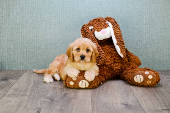 Adorable Cavalier Designer Puppy