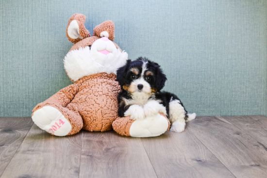 Hypoallergenic Cavalier Designer Puppy