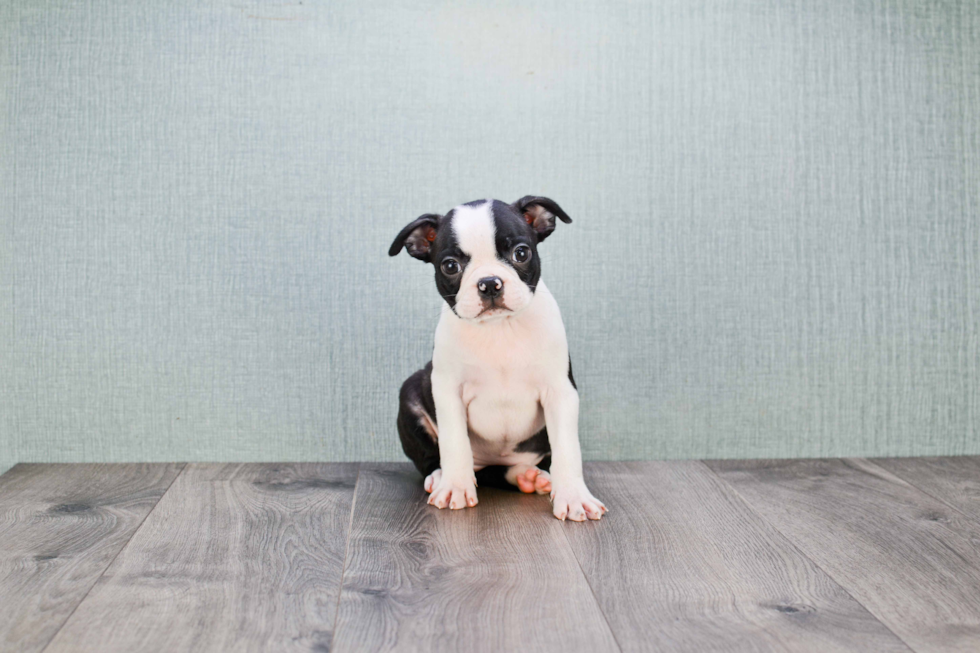 Best Boston Terrier Baby