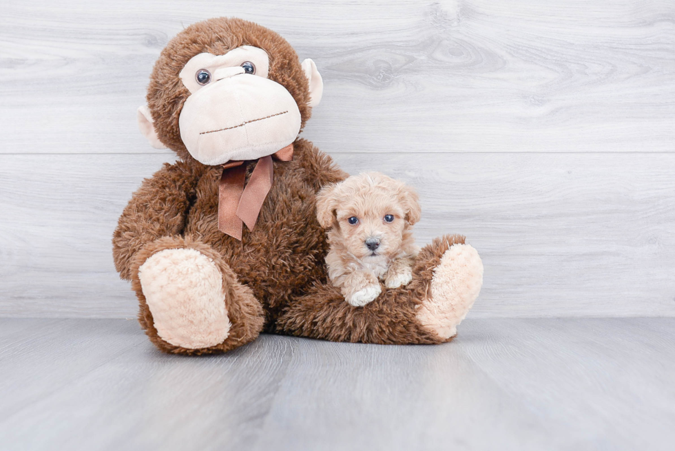 Best Maltipoo Baby