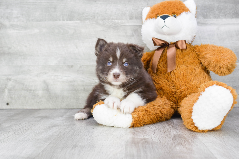 Pomsky Pup Being Cute