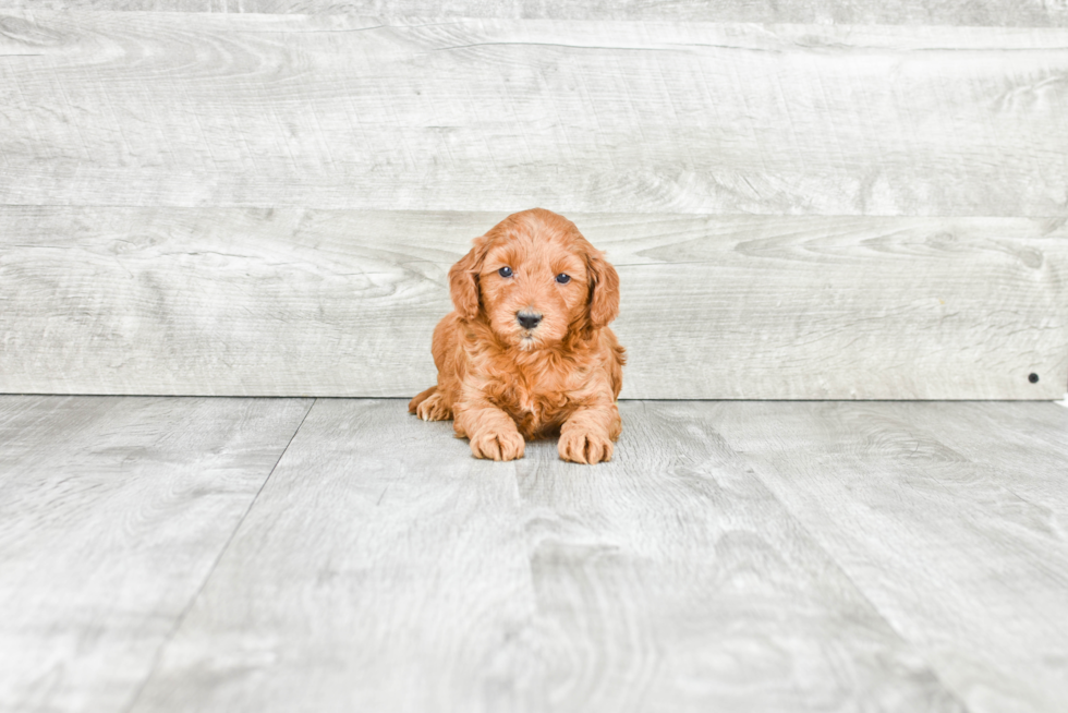 Best Mini Goldendoodle Baby