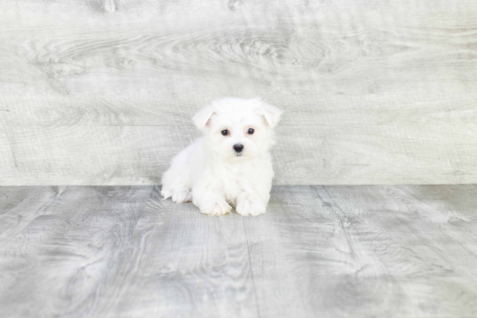 Adorable Maltese Purebred Puppy