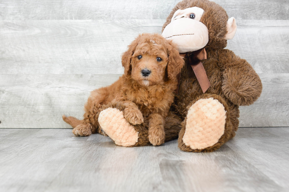 Mini Goldendoodle Puppy for Adoption