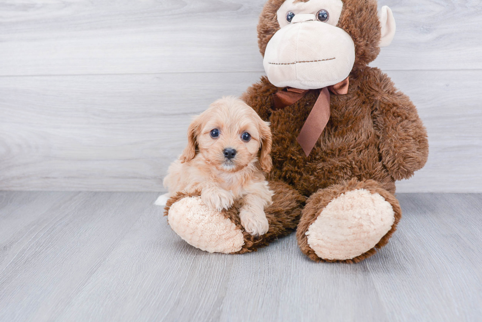 Friendly Cavapoo Baby