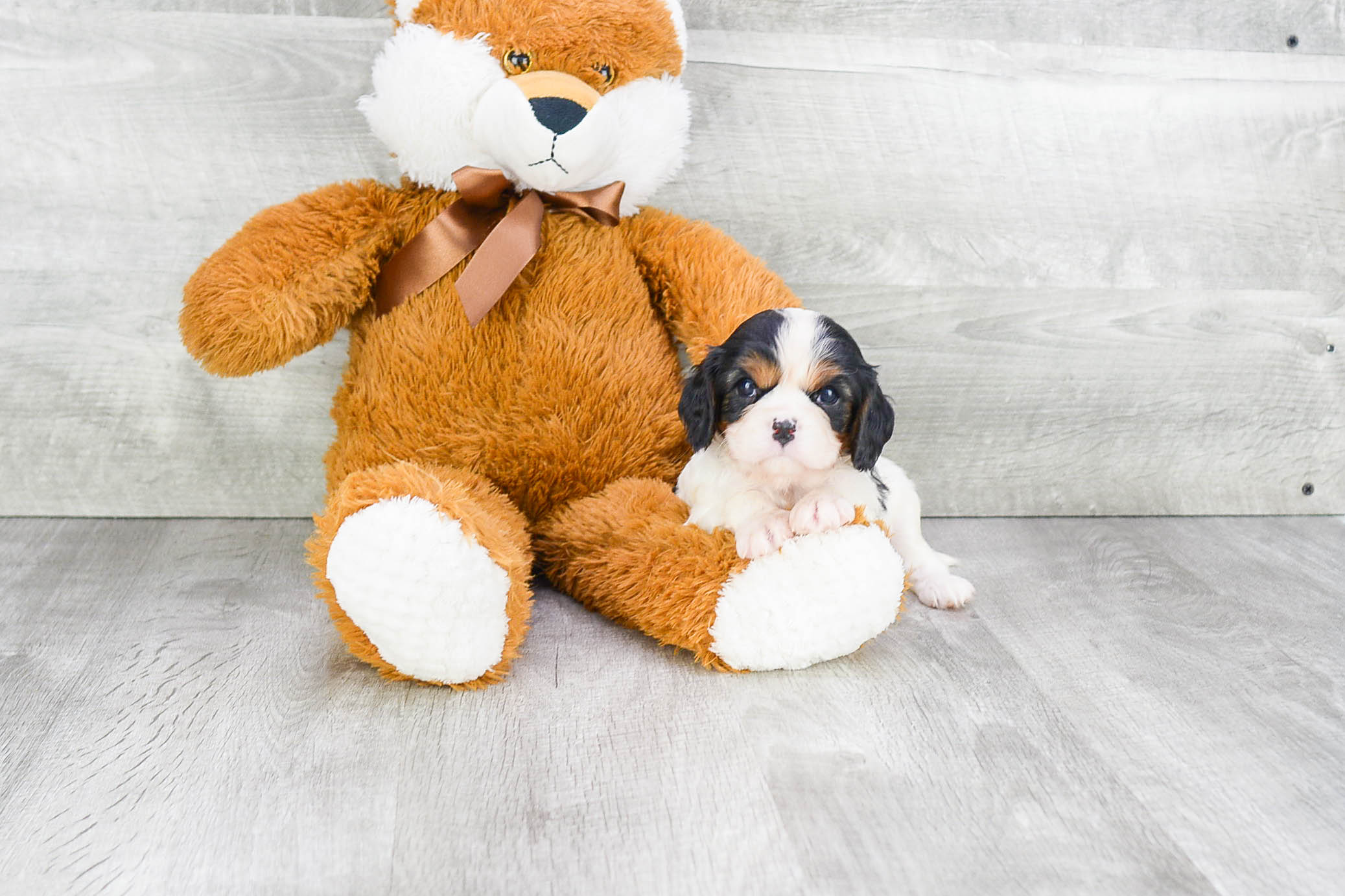 Small Cavalier King Charles Spaniel Purebred Pup