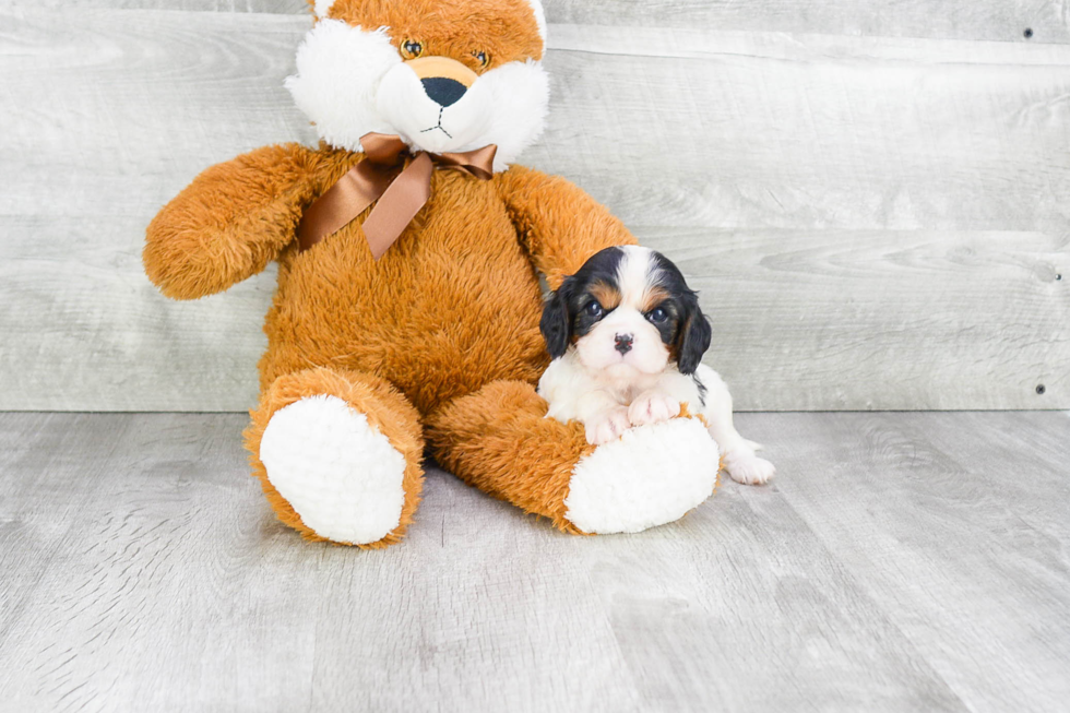 Small Cavalier King Charles Spaniel Purebred Pup