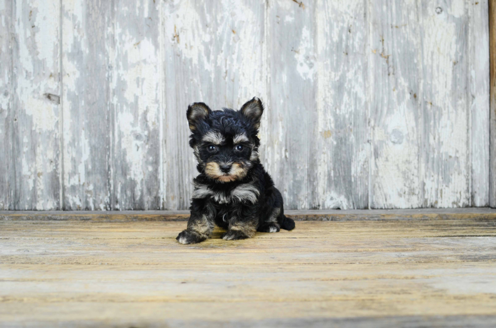 Petite Morkie Designer Pup