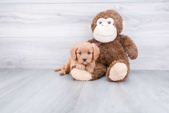 Playful Cavoodle Poodle Mix Puppy