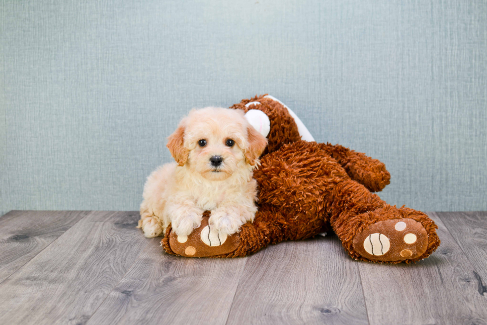 Cavapoo Pup Being Cute