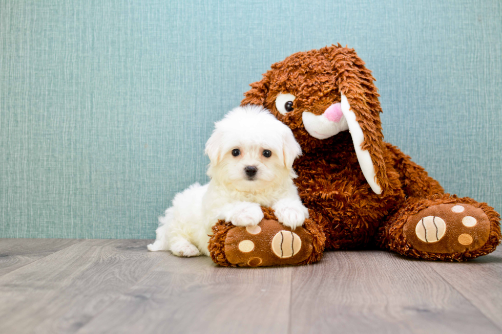 Friendly Maltipoo Baby