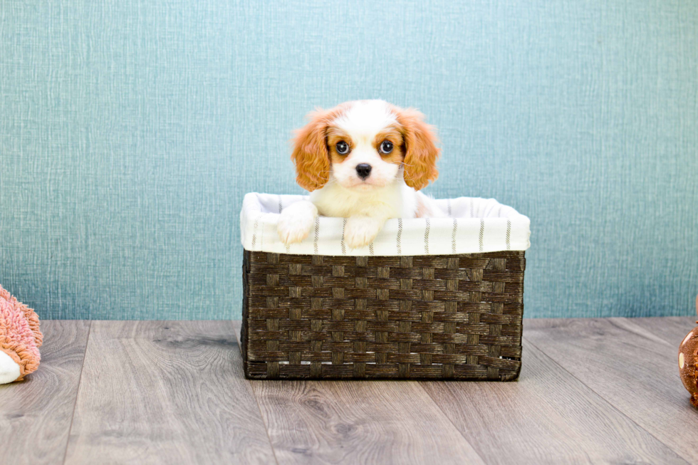 Friendly Cavalier King Charles Spaniel Purebred Pup