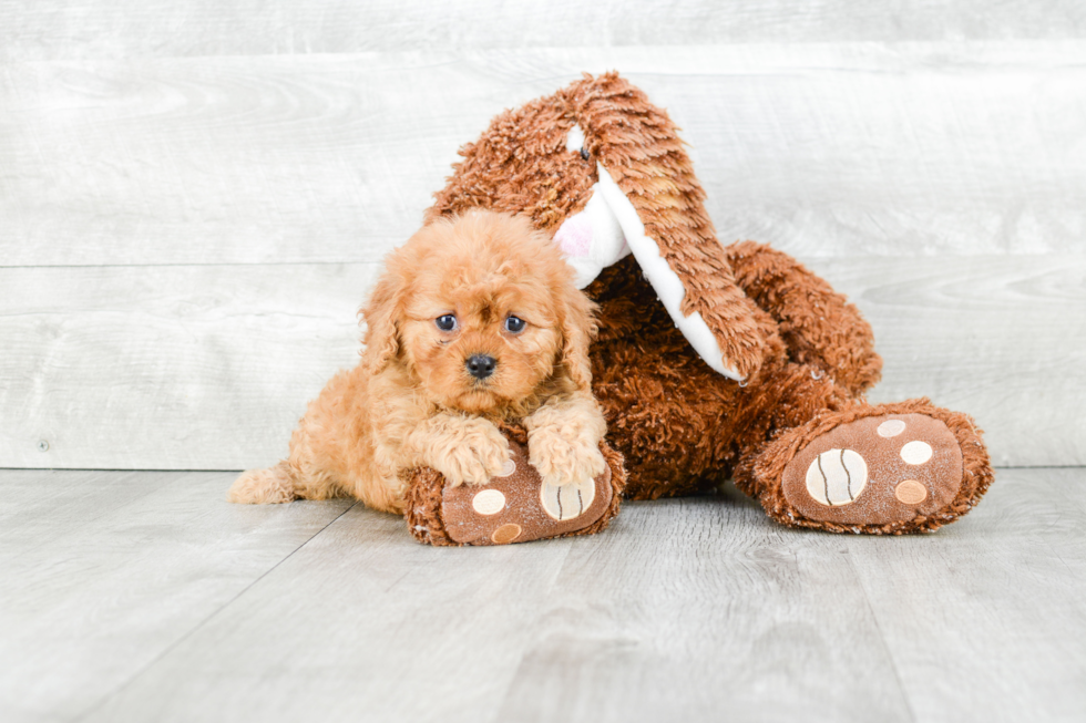 Cavapoo Puppy for Adoption