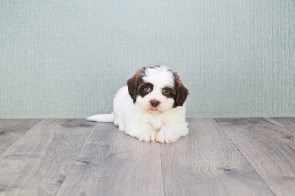 Teddy Bear Puppy for Adoption