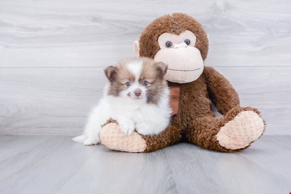 Popular Pomeranian Purebred Pup