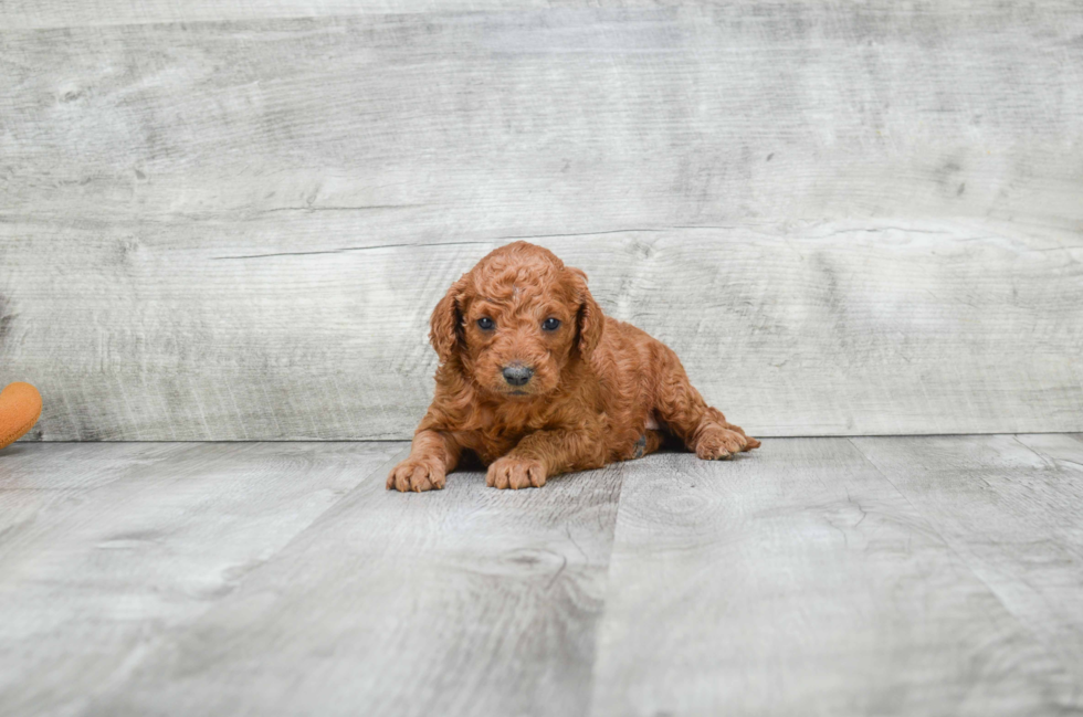 Best Mini Goldendoodle Baby