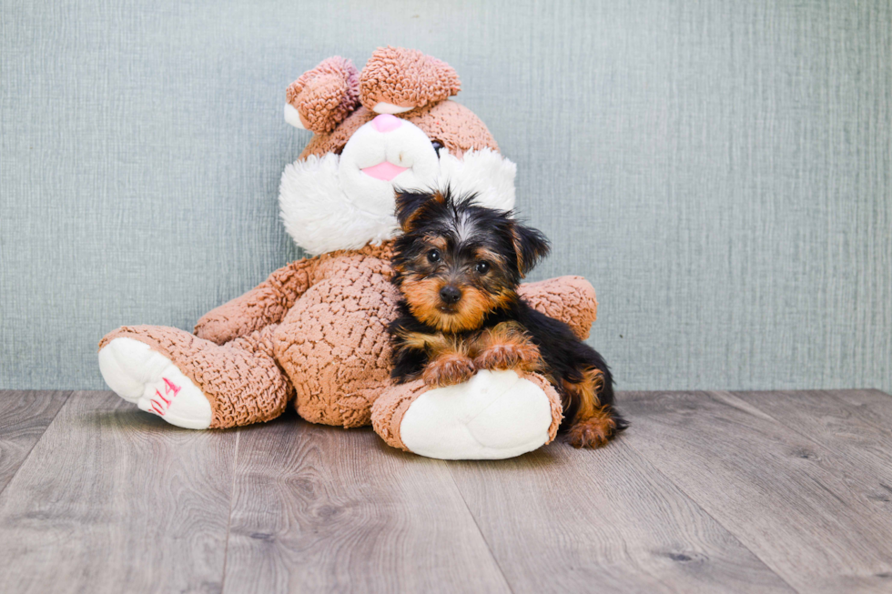 Meet Jeremy - our Yorkshire Terrier Puppy Photo 