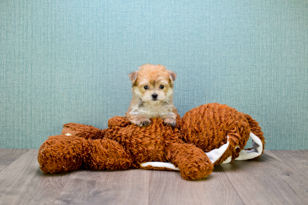 Morkie Pup Being Cute