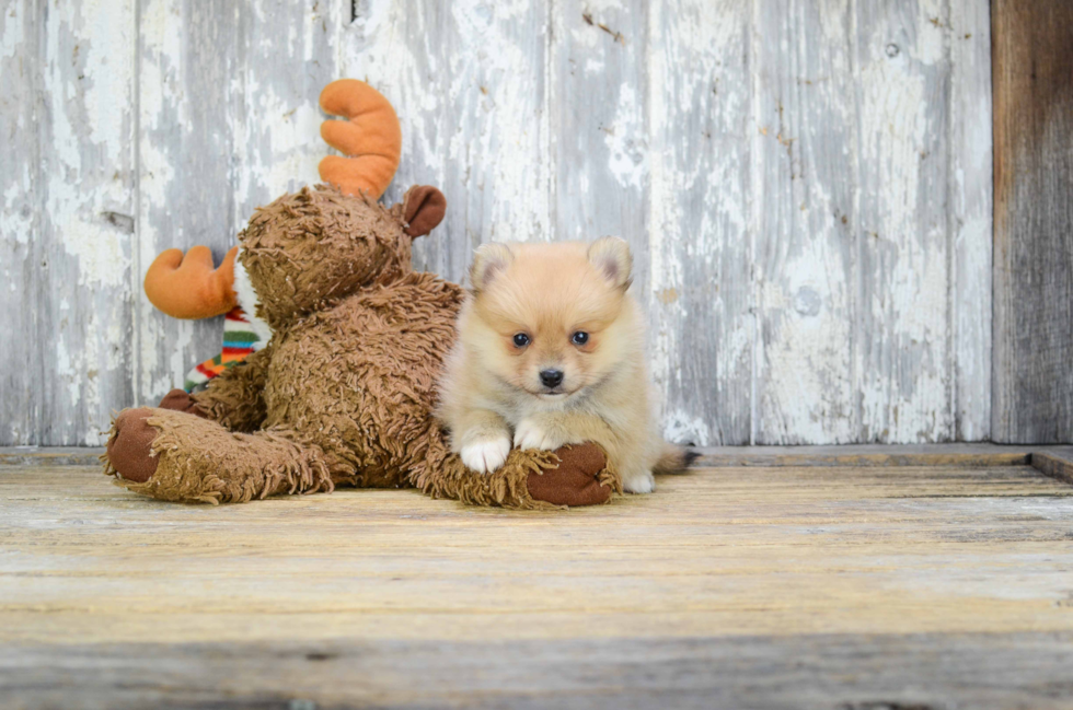 Happy Pomeranian Purebred Puppy