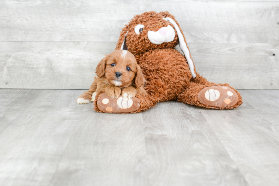 Friendly Cavapoo Baby