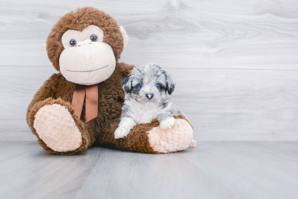 Happy Mini Aussiedoodle Baby